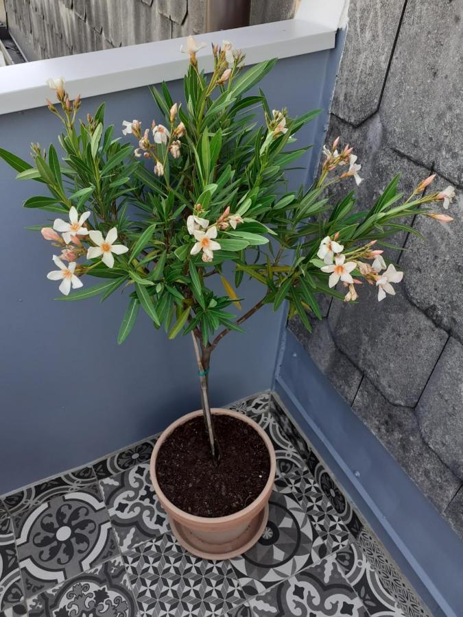 Studio Apartman Bohem 萨格勒布 外观 照片
